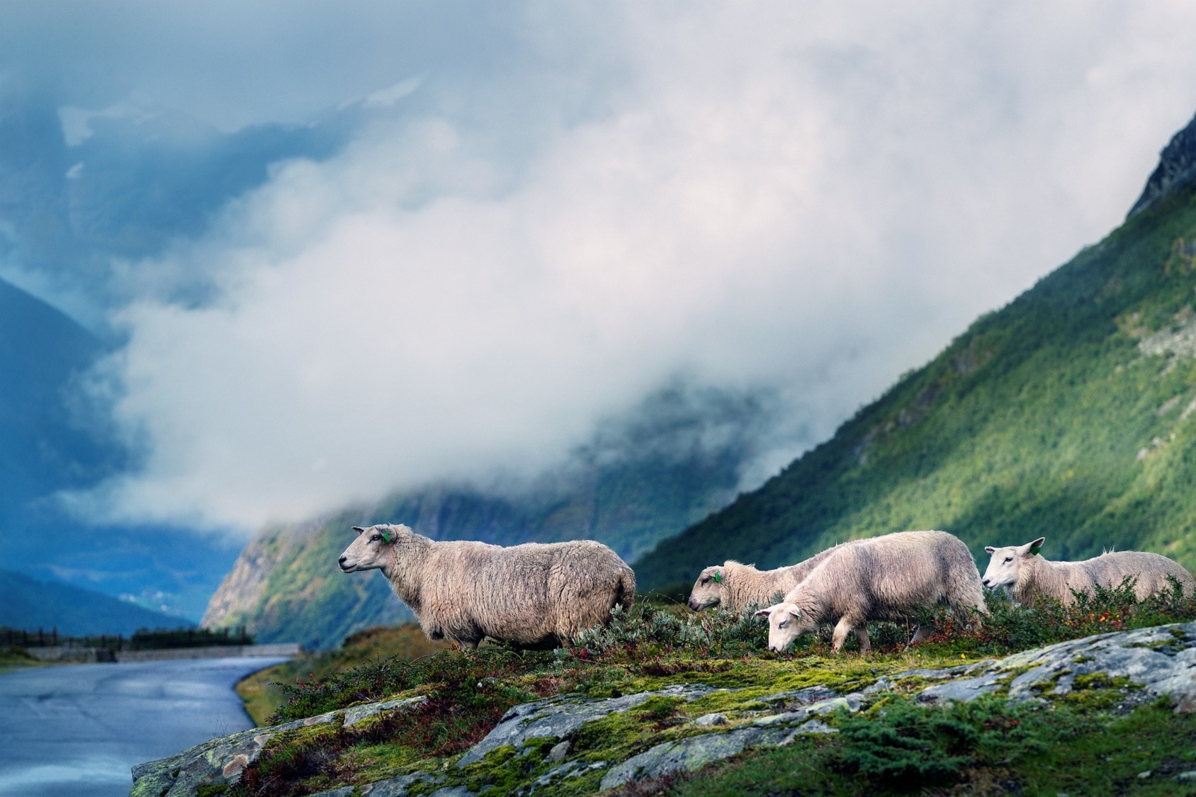 Sauer på beite på Strynefjellet