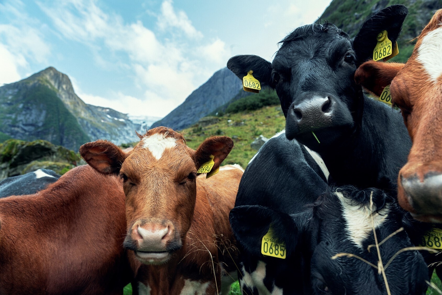 Norway’s cold climate, clean environment, and strict regulations contribute to the well-being of livestock.